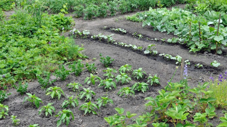 Curso: Planifica tu huerto ecológico